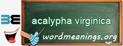 WordMeaning blackboard for acalypha virginica